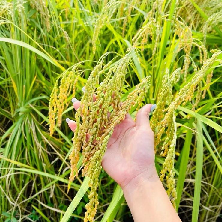 Gạo Nếp Thầu Dầu – Hương Vị Đất Phù Sa Phú Bình, Thái Nguyên!